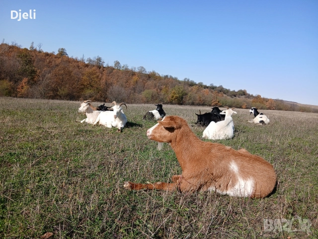 Продавам кози