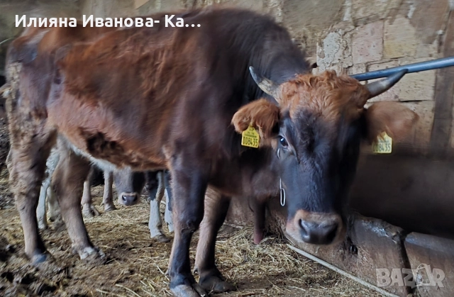 Продажба на Разплоден Бик и Женски Телета! , снимка 2 - Крави - 52678383