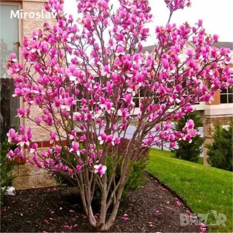 Магнолия Рустика Рубра, снимка 3 - Градински цветя и растения - 50375522