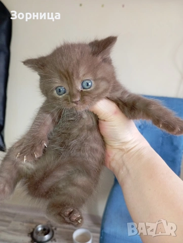 БРИТАНСКО КОТЕ, снимка 4 - Британска късокосместа - 53468415