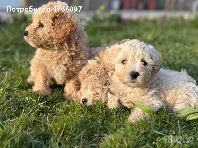 Кученца Малтипу Варна , снимка 3 - Други - 53843843