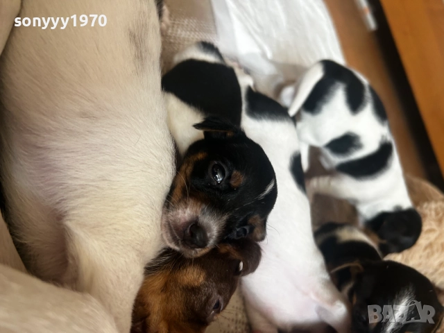 ДЖАК РЪСЕЛ-250ЛВ ЗА СЛАДУРЧЕ 1009251806, снимка 8 - Джак ръсел териер - 51669599