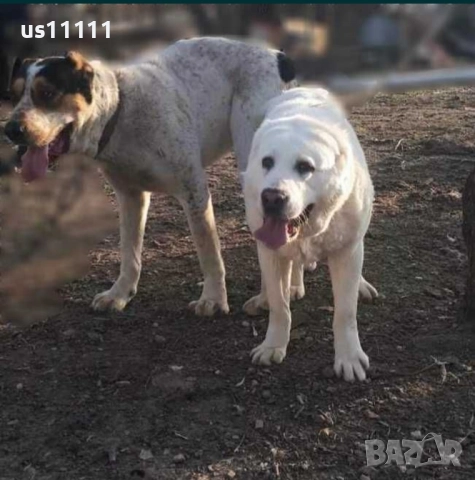  Алабай за разплод , снимка 3 - Средноазиатска овчарка - 52428002