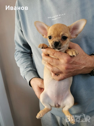 чихуахуа, снимка 2 - Чихуахуа - 49174975