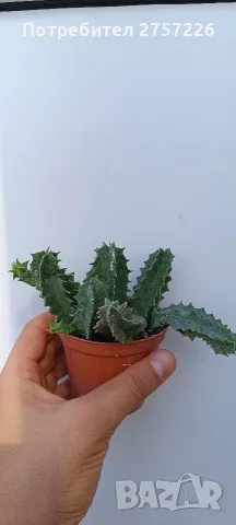 Huernia zebrina, снимка 5 - Стайни растения - 56071139
