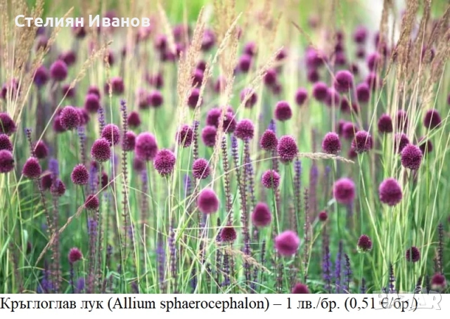 Кръглоглав лук (Allium sphaerocephalon) - луковици