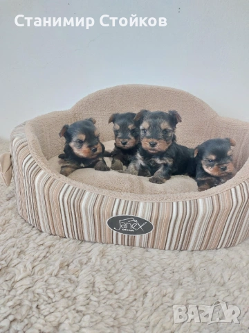 Йоркширски териер 