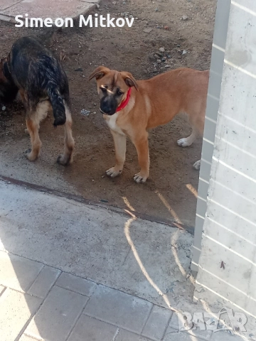 здравейте приятели продавам белгийски овчарки Черно то ми Ко жилото то женско ми на 4 месеца 