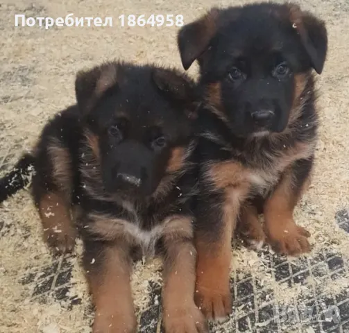 Мъжки Немски Овчарки, снимка 2 - Немска овчарка - 50003277