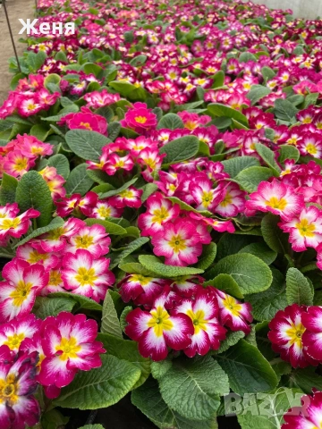 Иглика ( примула ) ТОП ЦЕНА, снимка 12 - Градински цветя и растения - 53356989