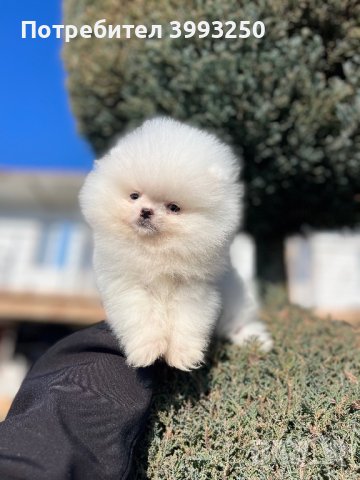 Мини мини Померан, снимка 6 - Померан - 44304488