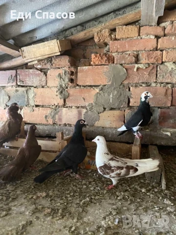 Гълъби соколови, снимка 1