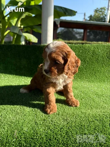 Кавапу (Cavapoo ), снимка 7 - Кавалер кинг чарлз шпаньол - 55976392