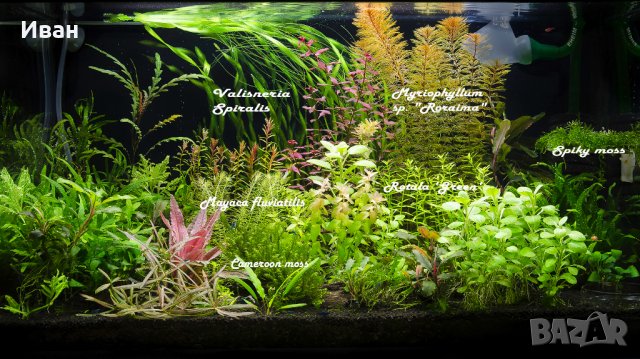 Пакети аквариумни растения, мъхове , снимка 5 - Други - 33326246