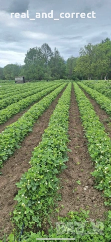 Само ЗА ЦЕНИТЕЛИ Уникален БИО разсад Ягоди и Малини, снимка 3 - Разсади - 53748363