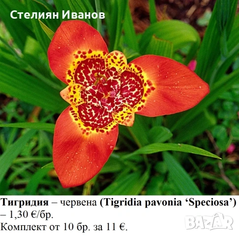 Тигридия – червена (Tigridia pavonia ‘Speciosa’) - луковици
