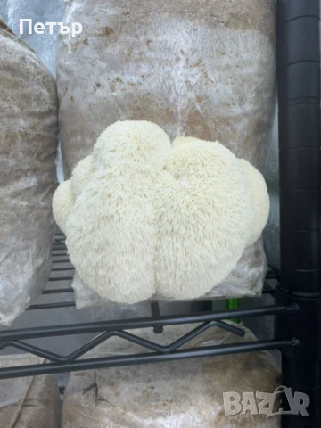 Домашно отгледани гъби Лъвска грива | Fresh Lion's Mane Mushrooms, снимка 2 - Домашни продукти - 51071668