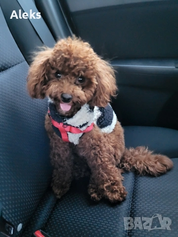 Той Пудел/Тoy Pudel, снимка 2 - Пудели - 53358191