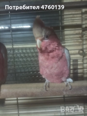 Розово Какаду ръчно хранено, снимка 2 - Папагали - 53814880