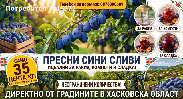 СИНИ СЛИВИ РЕКОЛТА 2026