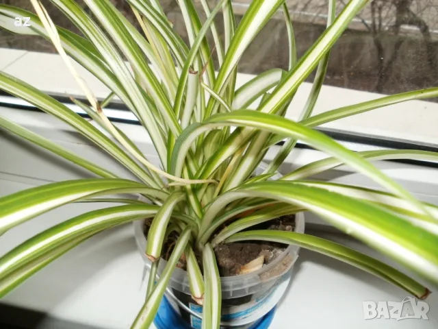 хлорифитум /зелена лилия/, снимка 7 - Други стоки за дома - 49896853