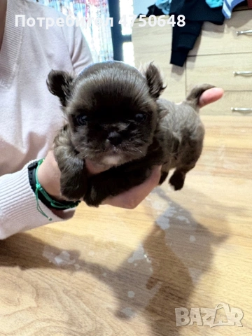 Дългокосместо,чихуа с родословие , снимка 2 - Чихуахуа - 53652303