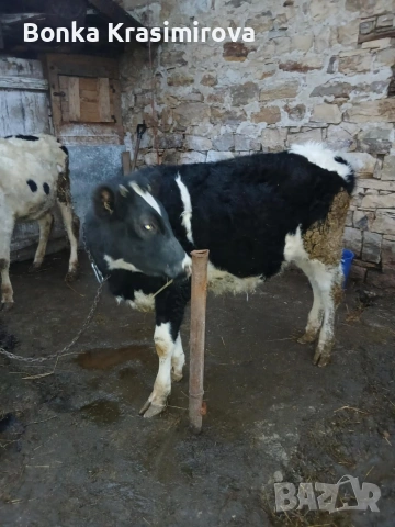 2 женски по 200 кг 230 кг