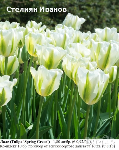 СОРТОВИ ЛАЛЕТА – ЛУКОВИЦИ - част 2, снимка 11 - Сортови семена и луковици - 52372863