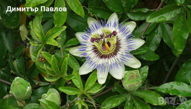 Пасифлора в Градински цветя и растения в гр. Пловдив - ID41709922 ...