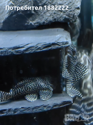 Сомчета Л066,236, снимка 3 - Рибки - 51857546