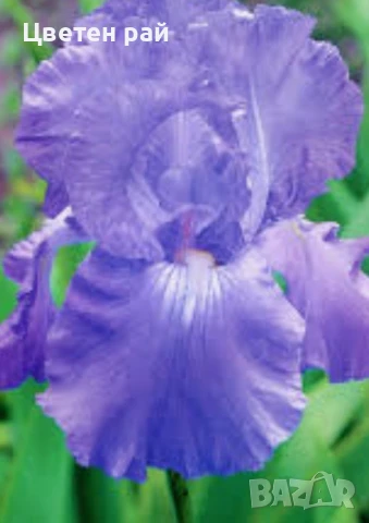 Ризоми на ириси микс цвят на късмет от показаните , снимка 2 - Градински цветя и растения - 51088604