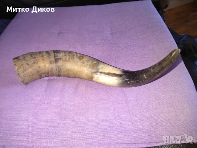 Рог от бивол 27см фи 50мм, снимка 2 - Декорация за дома - 44392493