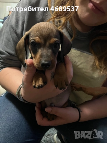 Две игриви момчета търсят своя любящ стопанин , снимка 6 - Дакели - 52869703