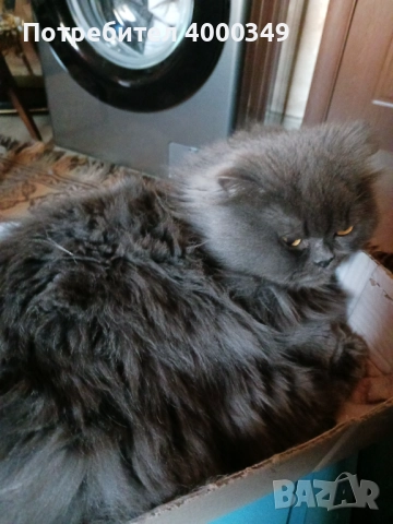 Подарявам мъжки персиец, снимка 7 - Персийска - 52976362