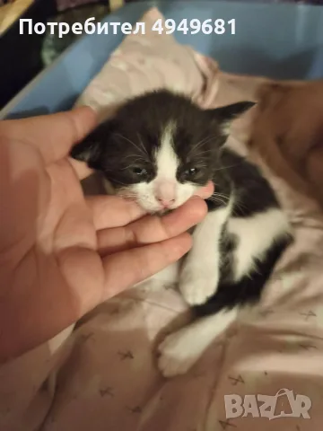 Подаряваме котенца, снимка 4 - Други - 56168244