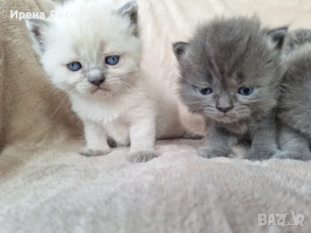 Британски дългокосмести котета , снимка 4 - Други - 55789308