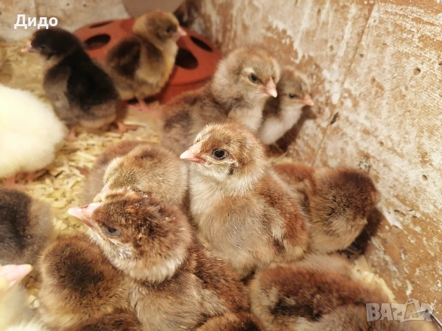 Катунски пилета 