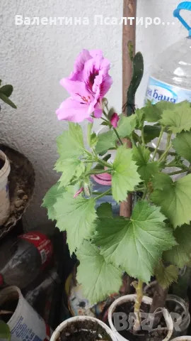 Кралско мушкато , снимка 3 - Стайни растения - 49662278