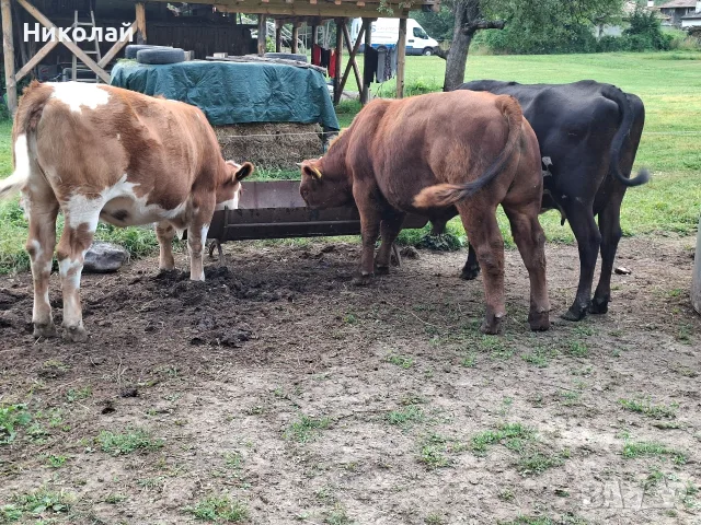 Две юници и едно биче, снимка 3 - Крави - 55968620