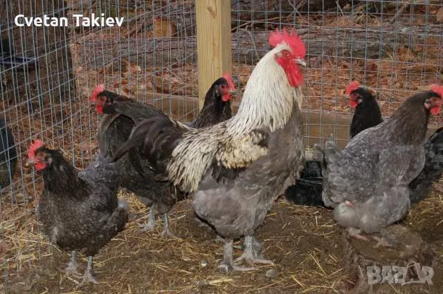 Яйца от Маран, няколко цвята , снимка 7 - Кокошки и пуйки - 49225794