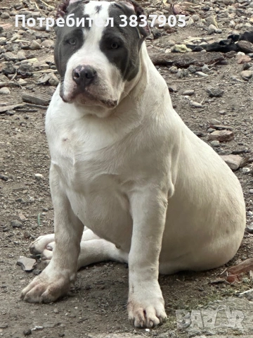 Американско були ХЛ, снимка 7 - Американски стафордширски териер - 53472935
