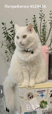 Продавам Ангора, снимка 9 - Ангорски - 52923611