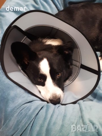 ROMANTIC BEAR Конус нашийник за кучета - размер М, снимка 5 - За кучета - 42175394