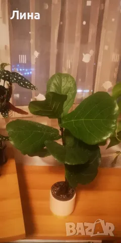 Фикус Лирата(Ficus lyrata) 