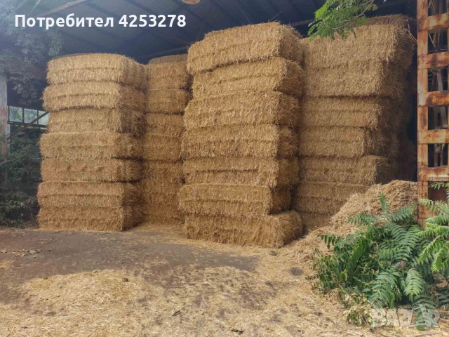 Продавам Бали Люцерна !, снимка 7 - За селскостопански - 52836781