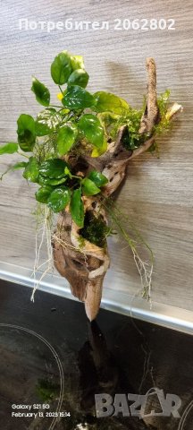 Аквариумни растения , корени .Пакети от много видове., снимка 10 - Оборудване за аквариуми - 41105255