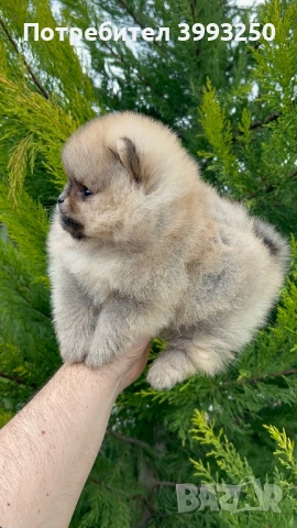 Уникални мини момчета, снимка 4 - Померан - 53563506