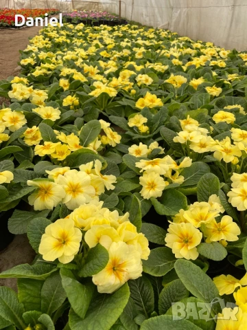 Иглика, снимка 3 - Градински цветя и растения - 53354409