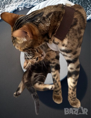Бенгалски котета 5 седмични, снимка 7 - Бенгалски - 53458423