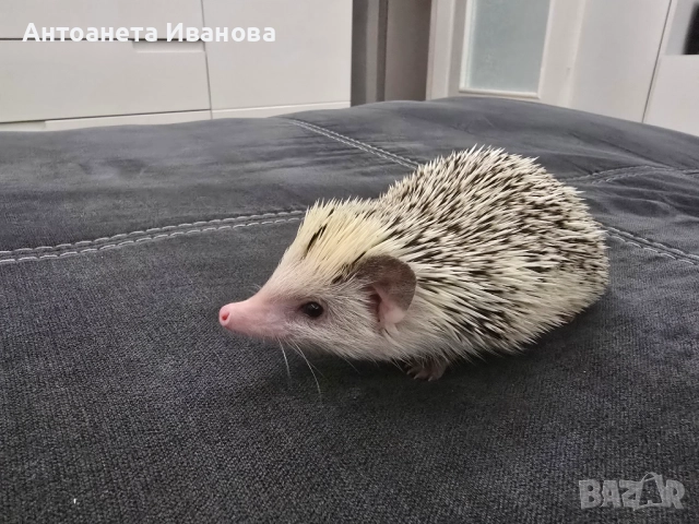 Женски африкански таралеж , снимка 2 - Други - 52966094